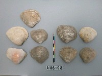 藏品(蜆)的圖片